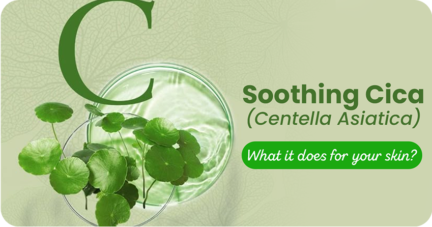 8 Healing Benefits of Cica (Centella Asiatica) for Skin