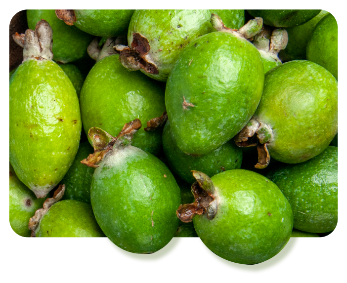 Kakadu Plum